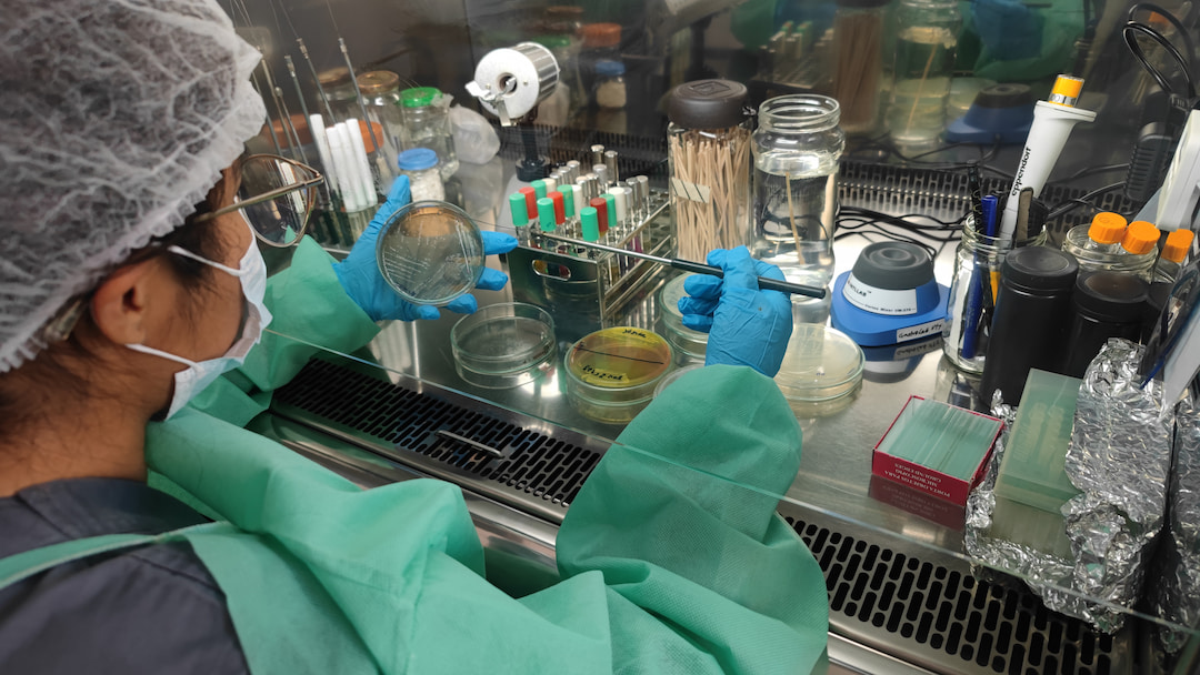 Técnico bacteriólogo bajo campana de flujo laminar en GastroLab